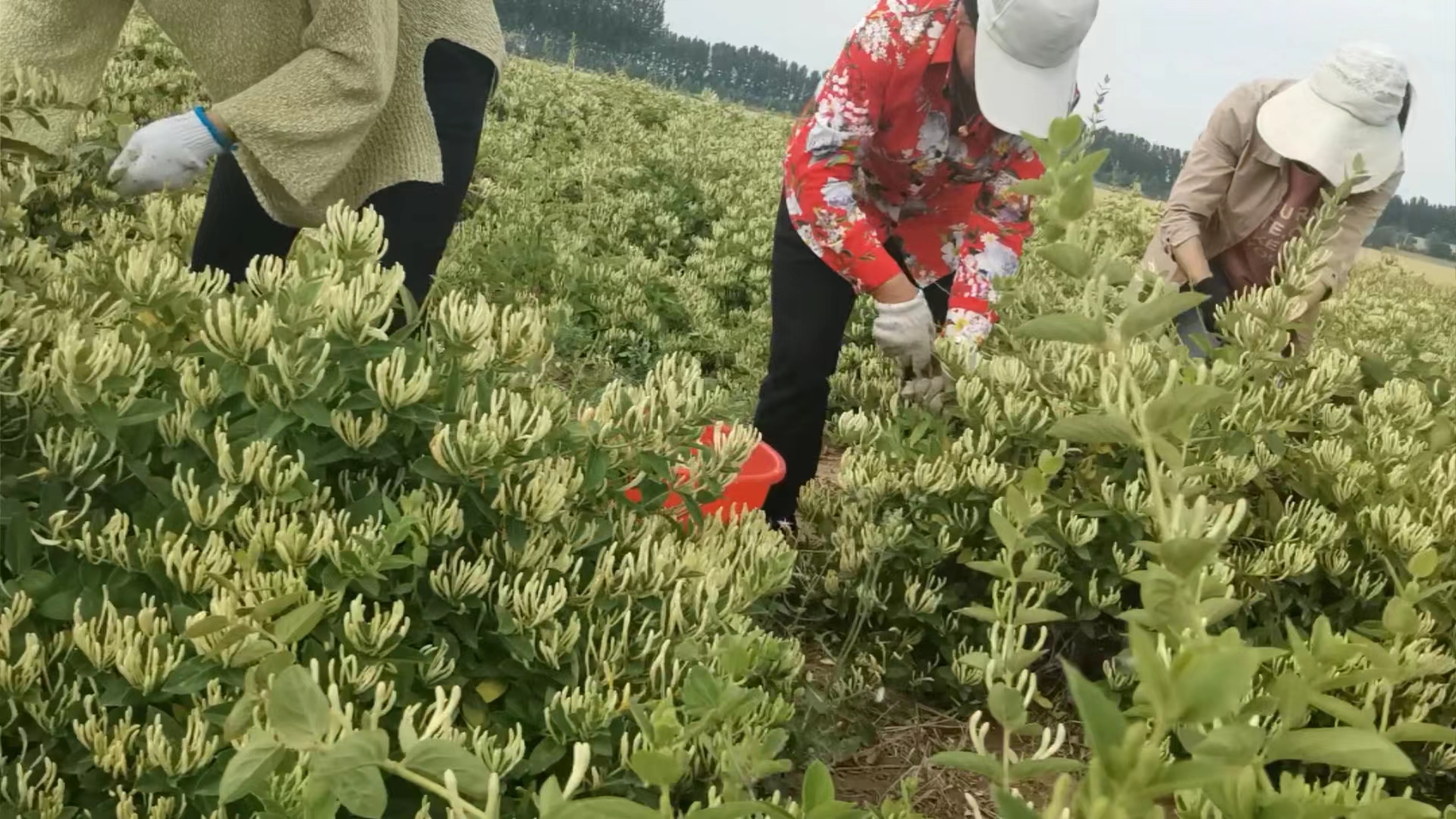 國家林業局造林綠化司司長王祝雄在省、市林業部門相關領導陪同下
