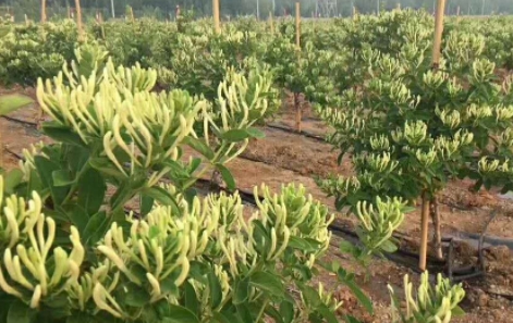 純蕾金銀花種植回收代理合作協議